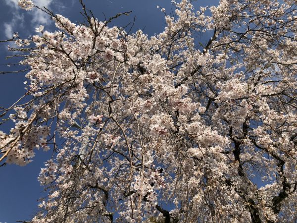 桜の花