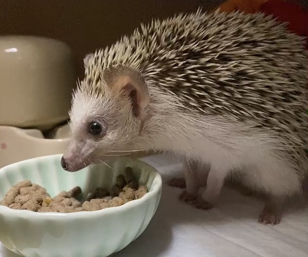 ハリネズミ