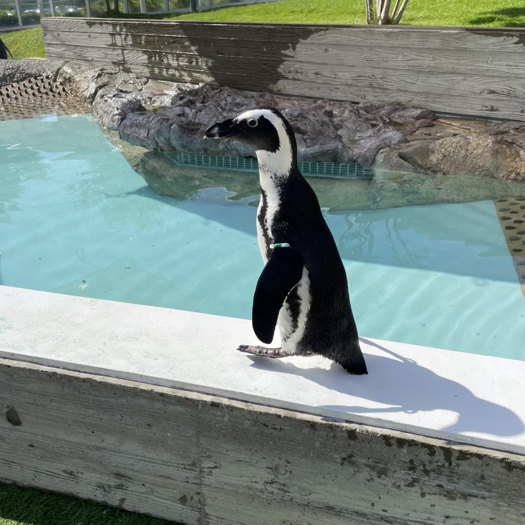 マリンワールドのペンギン