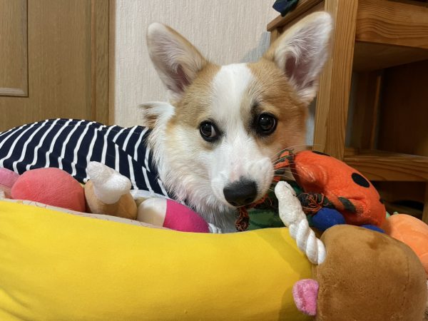 中鼻の愛犬