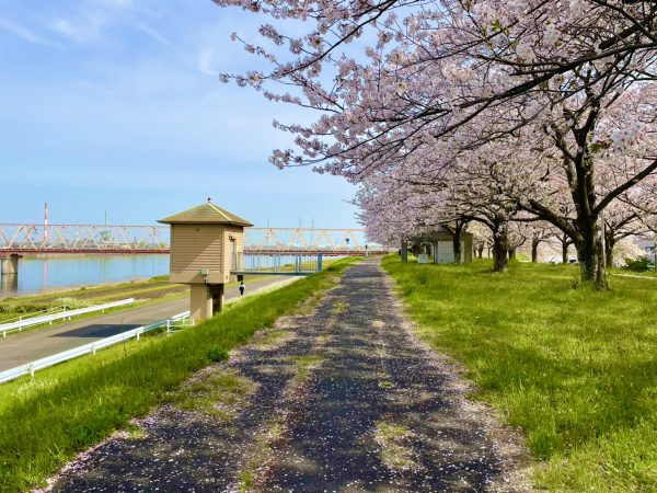 サラダホームの中鼻　桜