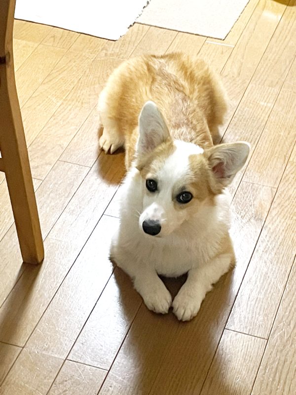 中鼻の愛犬 ひまわりちゃん