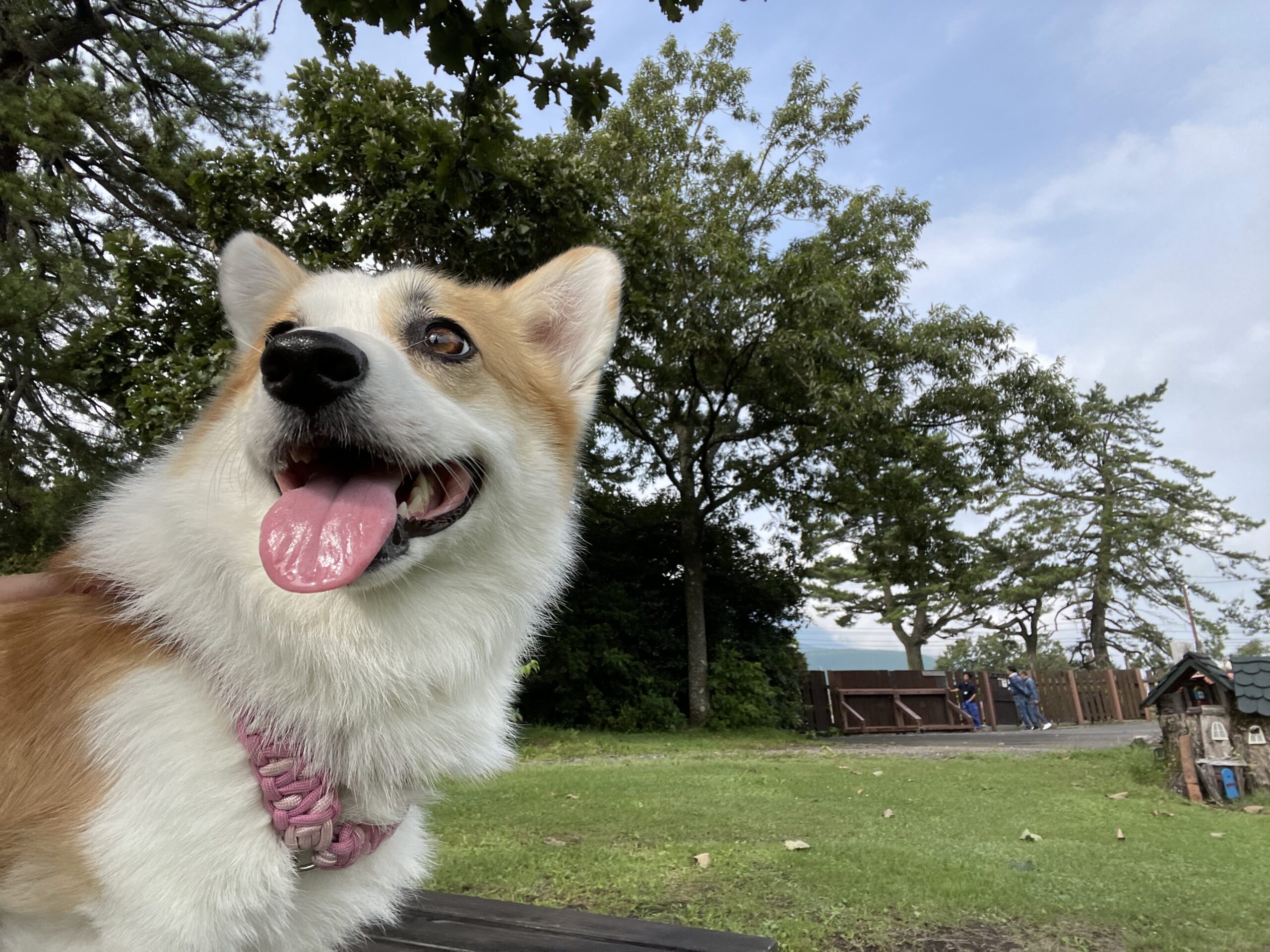 愛犬（コーギー）のひまわり