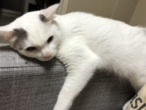 射場邸の猫3｜大分の工務店サラダホーム現場成長日記