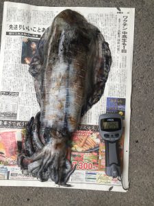 イカ釣り（上原）