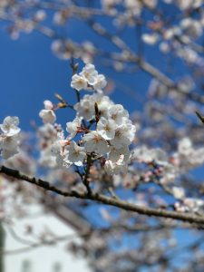 春の新しい事｜サラダホーム現場ブログ