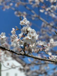 桜（上原）