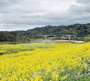 会社近くの菜の花